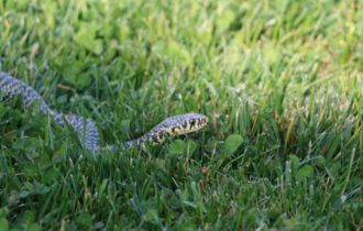Snake-Safe Yard Tidies