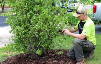 Tree and Shrub Pruning​
